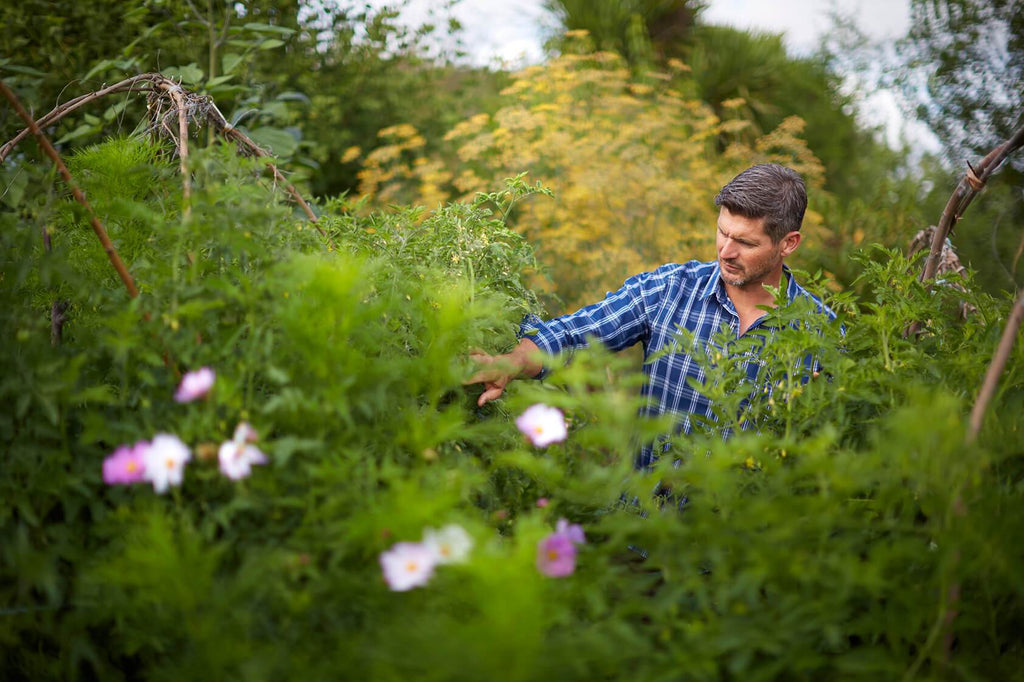 What Is Autoimmunity And What Role Does Your Gut Play?