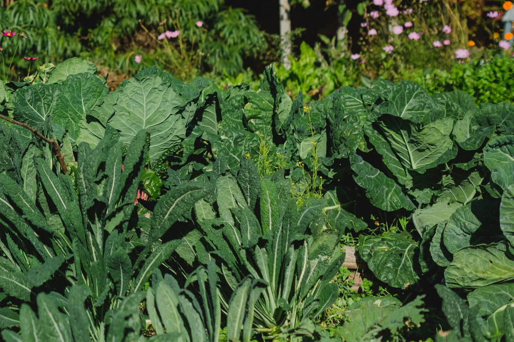 Nutrition and Mental Health