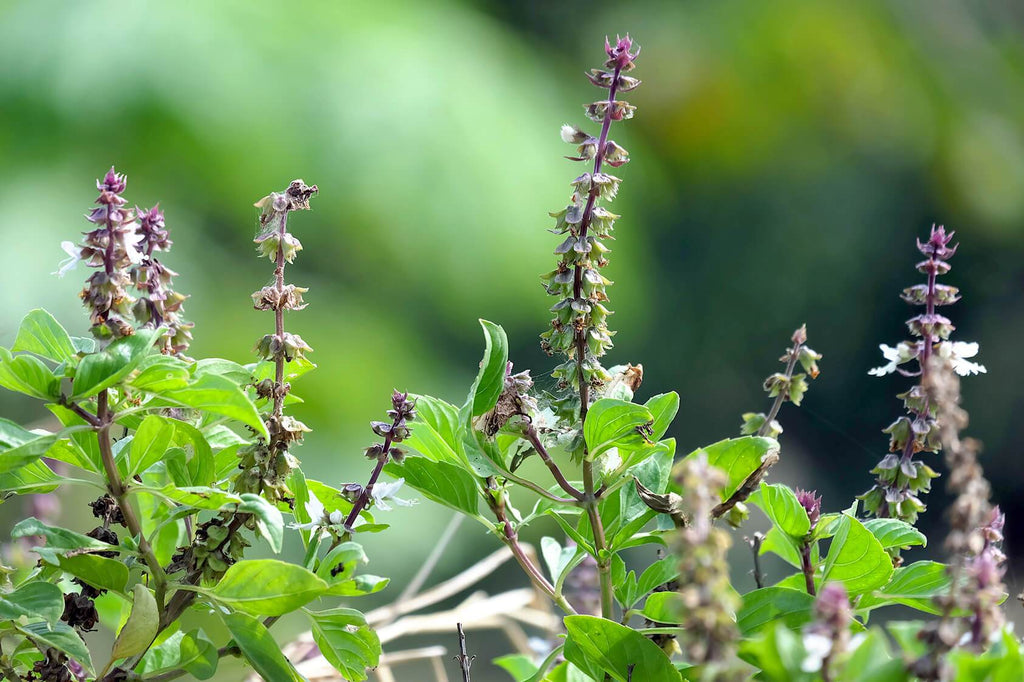 16 Herbs that Alleviate Hormonal Imbalance Symptoms