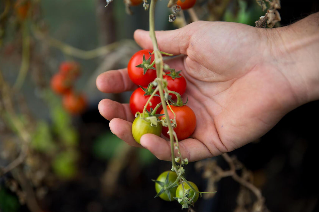 Nourish your Body with Nutrients this Summer